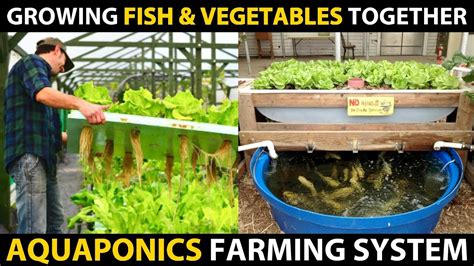 Growing Fish and Vegetables Together..! AQUAPONICS SYSTEMS | Aquaponic ...