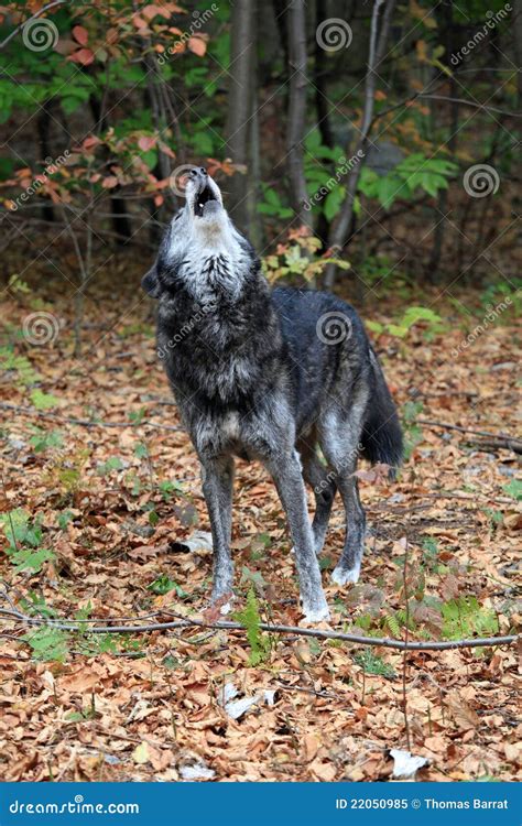 Wild wolf howling stock image. Image of lupus, autumn - 22050985