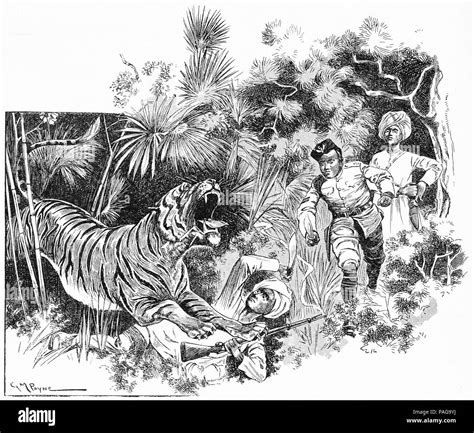 Tiger attack man hi-res stock photography and images - Alamy