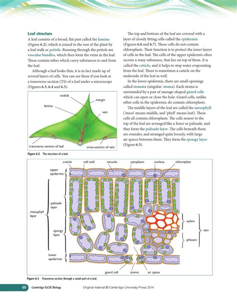 Cross Section Of A Leaf Diagram - Hanenhuusholli