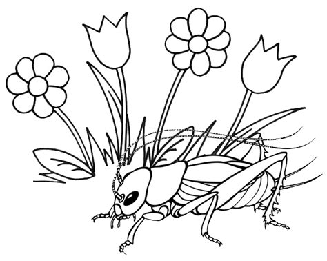 Four Funny Cricket Insect Coloring Pages for Kids - Coloring Pages