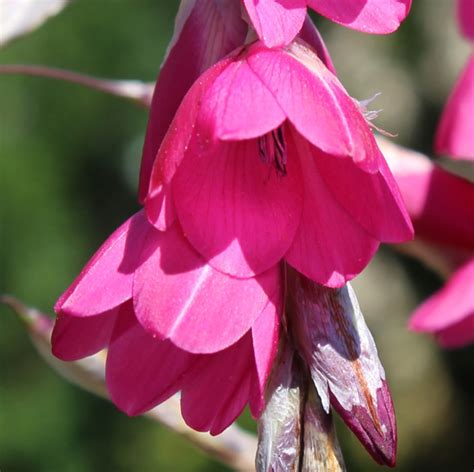 Edelweiss Perennials. Dierama Hybr. Large Deep Pink (Divisions)