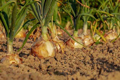 Onion Seed Germination, Time, Temperature, Procedure | Agri Farming