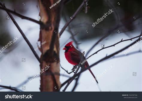 Male Red Cardinal On Snowy Tree Stock Photo 1524787766 | Shutterstock