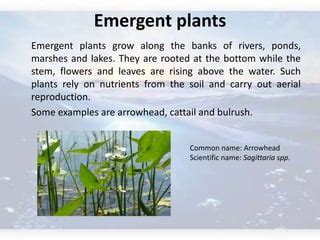 Aquatic plants anusha | PPT