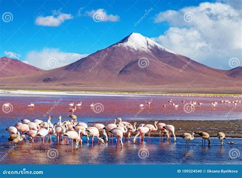 Flamingos in Laguna , Bolivia Stock Photo - Image of desert, natural ...