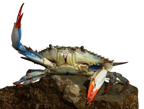 Blue crab exhibit at Maryland Science Center shows strains of Chesapeake life - The Washington Post