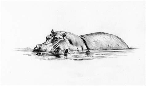 Hippo: Wildlife Art and Illustration | Hippo drawing, Africa drawing, Wildlife art