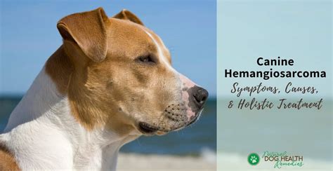 Canine Hemangiosarcoma (HSA) Symptoms, Types, and Treatment