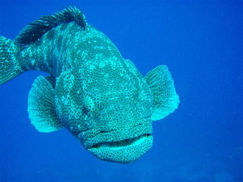 Coral Princess & Great Barrier Reef & huge grouper.... | Great barrier reef, Grouper, New zealand