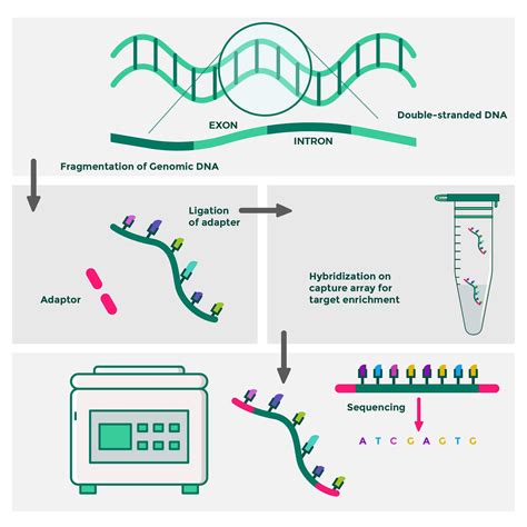 Whole Exome Sequencing: What You Need To Know