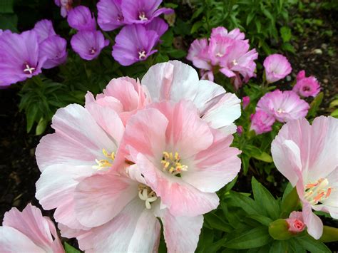 Free Stock Photo 12936 Cluster of variegated pink and white flowers | freeimageslive