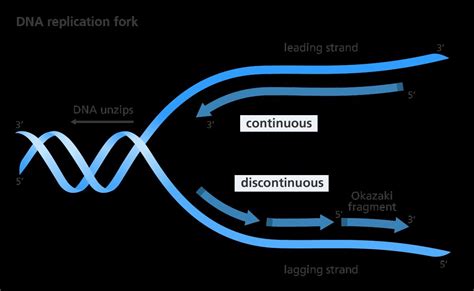 During DNA replication, Okazaki fragments are used to elongate.