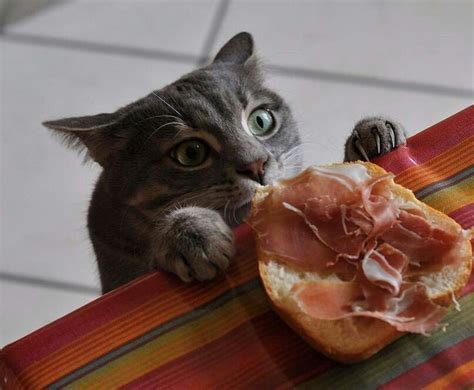 Beccato!!!😂 | Sneaky cat, Crazy cats, Funny animal pictures