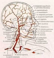 Sirkulasi Pembuluh Darah - BIOMEDICAL