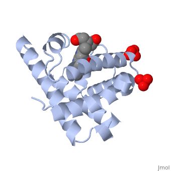 Myoglobin - Proteopedia, life in 3D