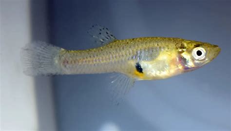 Mosquitofish - Facts, Diet, Habitat & Pictures on Animalia.bio