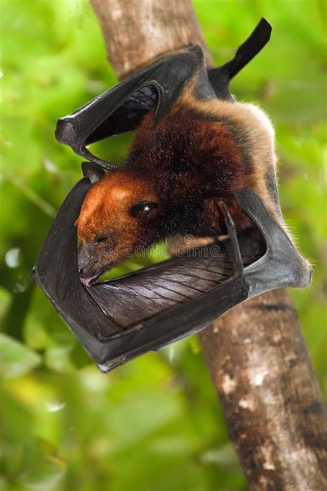 Flying Fox Bat Stock Image - Image: 15447091