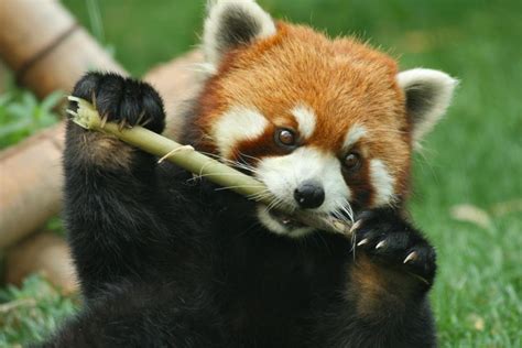 12 Ways Red Pandas Are Unique (and Cute!)