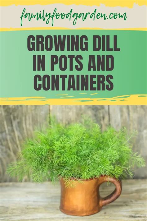 Growing dill in pots and containers – Artofit