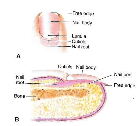 Diagram of nail Diagram | Quizlet