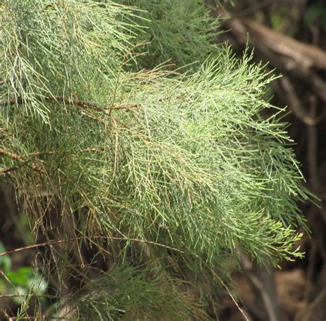 A Lenten Look at Trees: Tamarisk | Garden In Delight