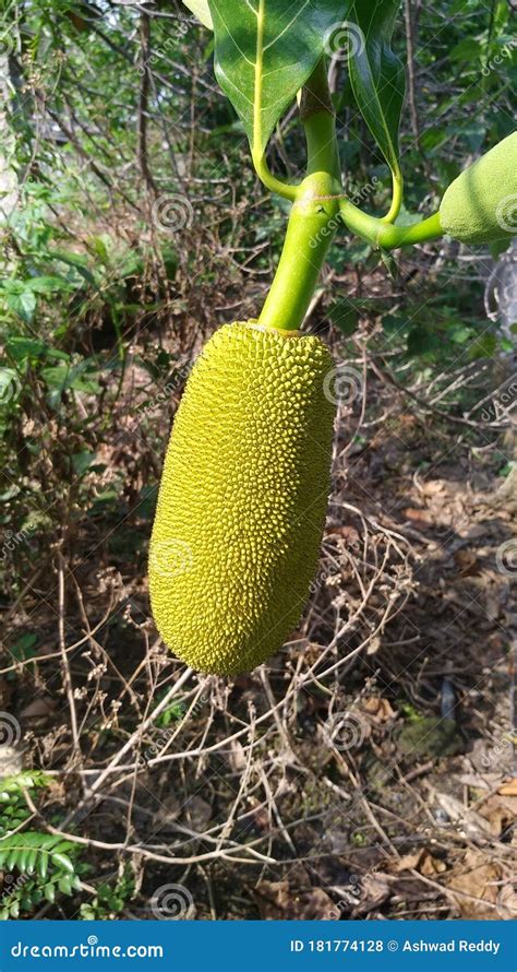 Small Jackfruit In Jackfruit Tree Stock Image | CartoonDealer.com ...