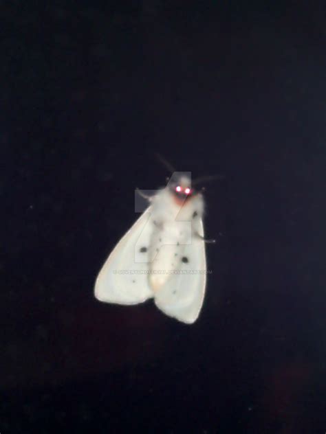 Albino Moth 'SEPHIMOTH' by SoVeryUnofficial on DeviantArt