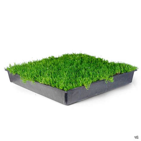 Irish Moss — Green Acres Nursery & Supply