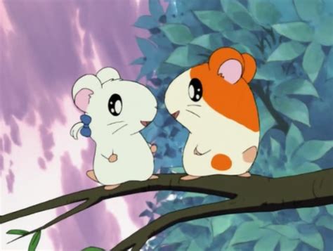 Come Out, Bijou! | The Hamtaro Wiki | FANDOM powered by Wikia