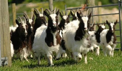 Goats - Odds Farm Park