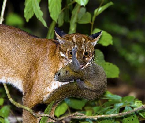 Bay cat – a mysterious cat from Borneo | DinoAnimals.com