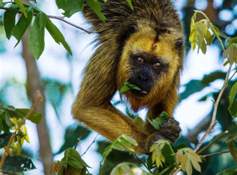 PHOTOS: See Brazil's Wildlife Up Close | Lake Forest, CA Patch