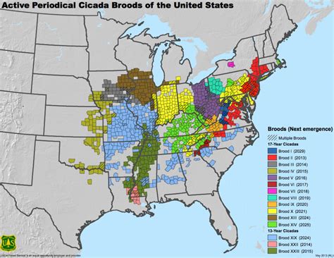 Everything you need to know about the cicadas that will soon swarm ...