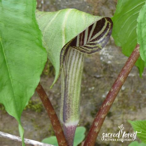 Jack-in-the-Pulpit Flower Essence — Grandparents of the Forest