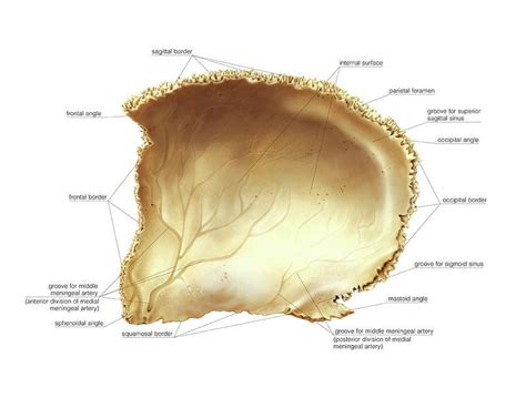 Parietal Bone | Anatomy images, Skull anatomy, Medical