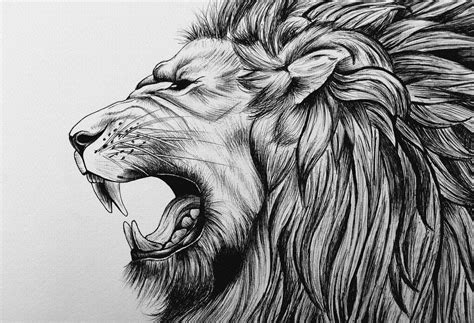 Full Body Lion Roaring Drawing - Drawing.rjuuc.edu.np