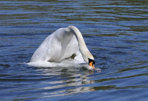 Malcolm Schuyl Wildlife Photography: Mute Swans mating