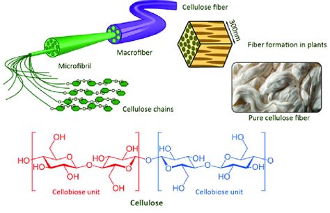 1 Fiber formation from cellulose chains and structure of cellulose ...