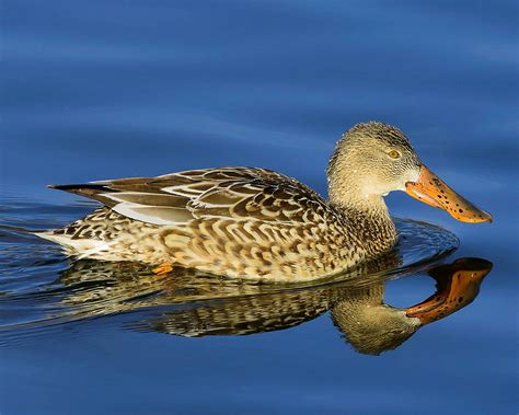 Female Northern Shoveler Duck Photograph by Steve Samples