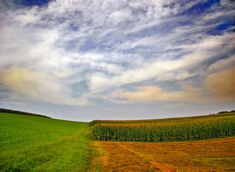 Landscape photography of corn field HD wallpaper | Wallpaper Flare