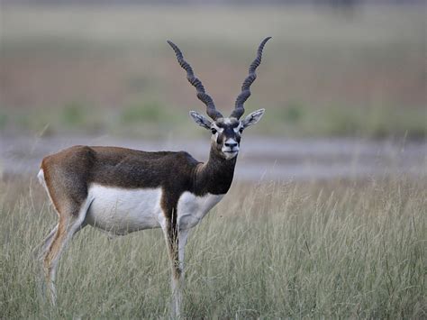 Antilope cervicapra (Blackbuck)