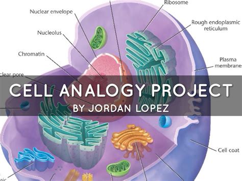 Cell Analogy Project by Jordan Lopez