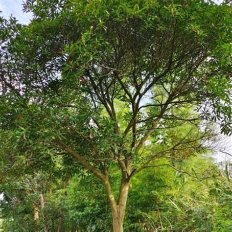 Touchhealthy Supply Elaeocarpus Decipiens Seeds/Blueberry Tree Seeds ...