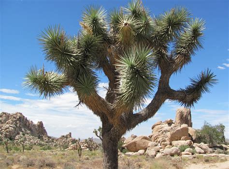 Joshua Tree | National Park. Twentynine Palms, CA | rocor | Flickr