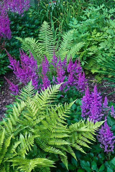 Bracken Fern 7 Bare Roots Organic Wild Shade Garden Border | Etsy in ...