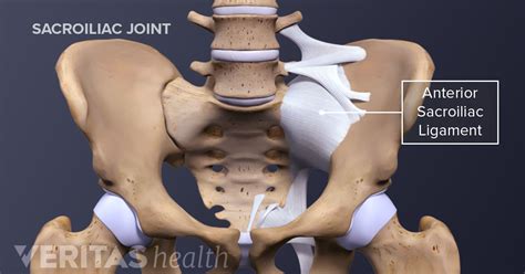 Sacroiliac Joint Ligaments and Muscles