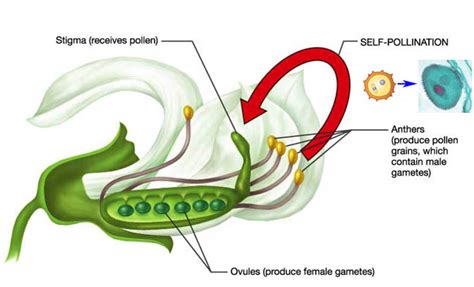 Differentiate Between Self Pollination And Cross Pollination