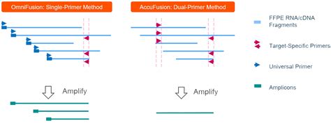 Gene Fusion: What is Gene Fusion + Fusion Detection [Updated]