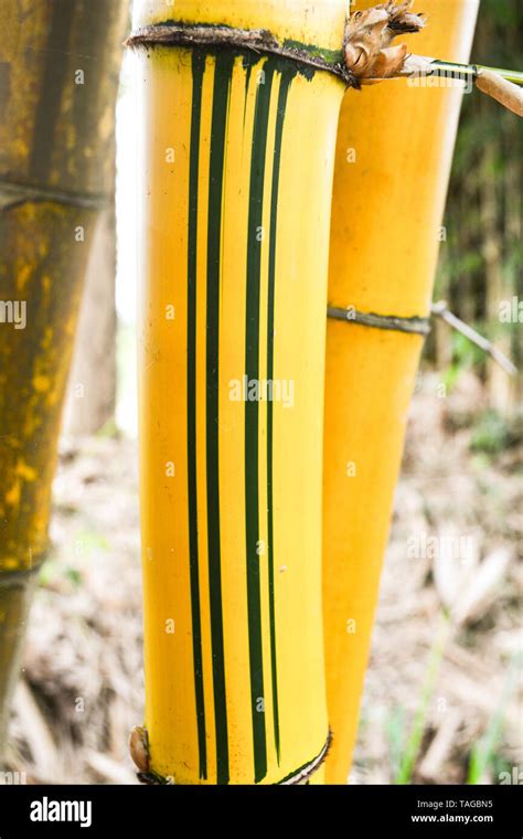 Fresh yellow bamboo stalks tree with green pattern on agricultural bamboo forest and farm ...